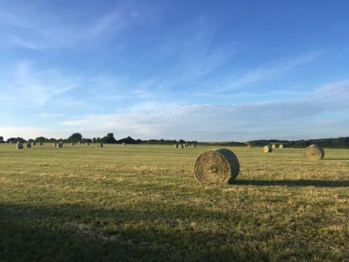 Meadow Hay Bales